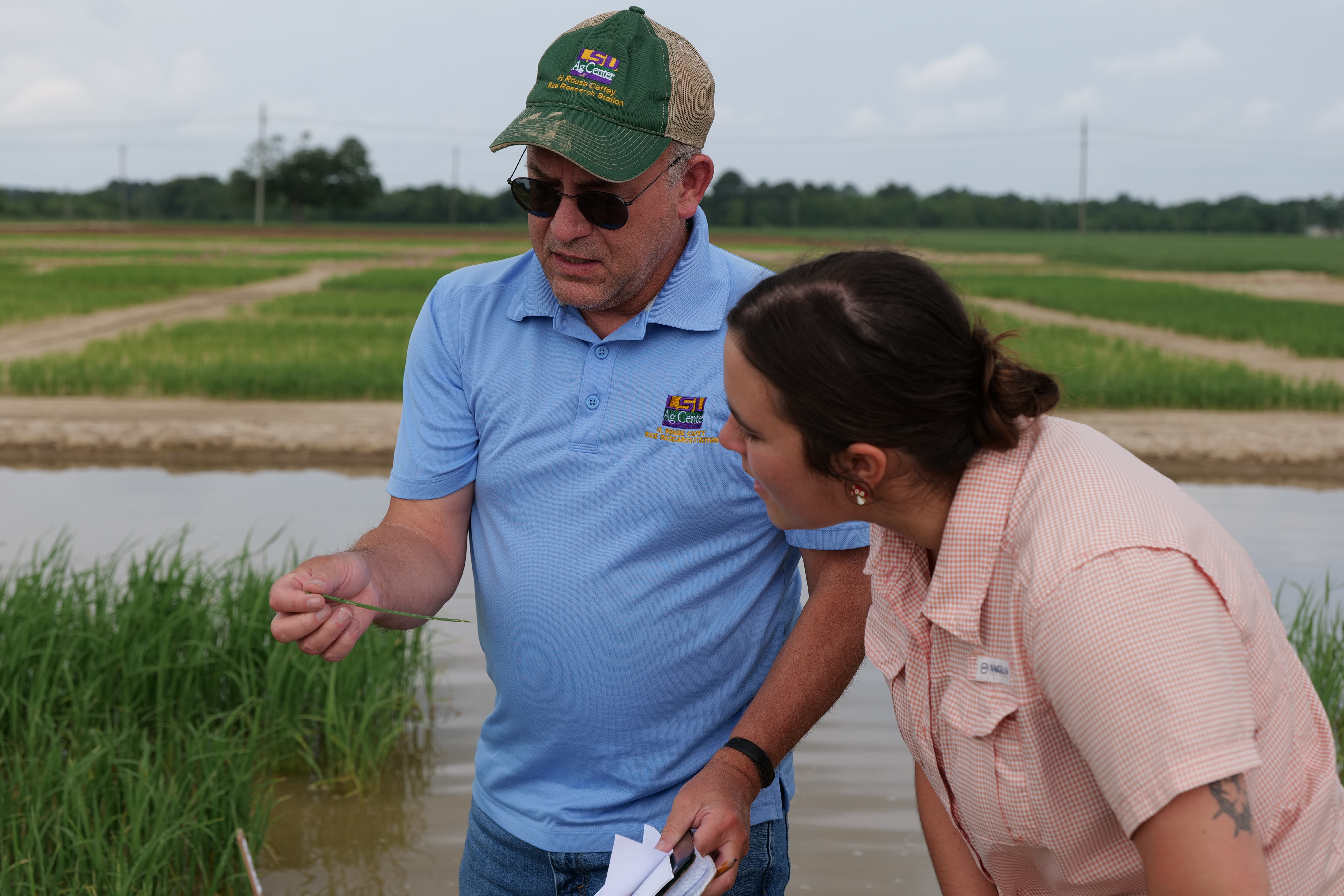 AgCenter project aims at making rice more sustainable, profitable